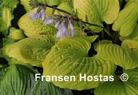 Hosta Tom Terrific
