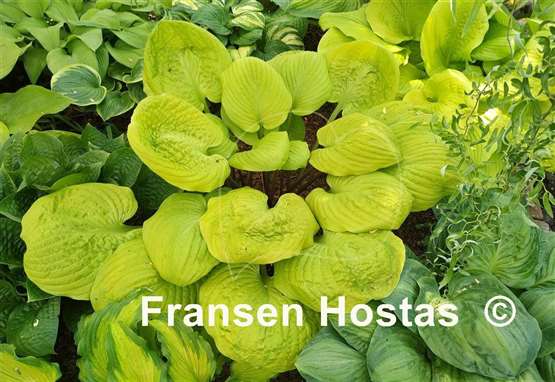 Hosta Tom Terrific