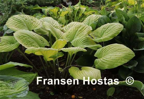 Hosta Tom Terrific