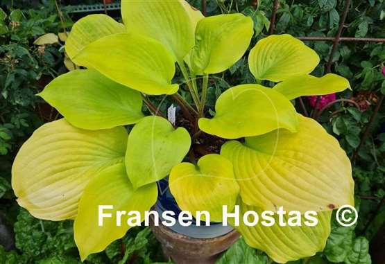 Hosta Tom Terrific