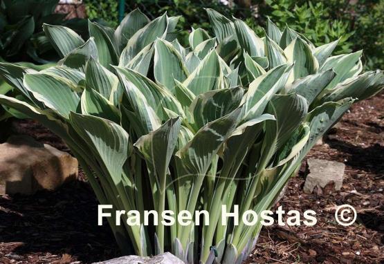 Hosta Tom Schmid