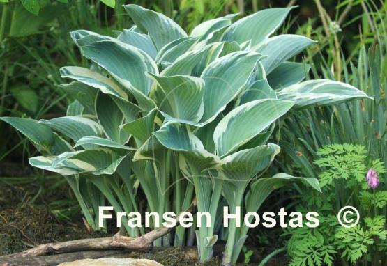 Hosta Tom Schmid
