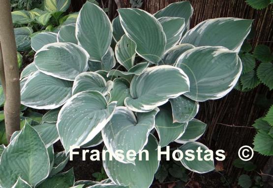 Hosta Tom Schmid
