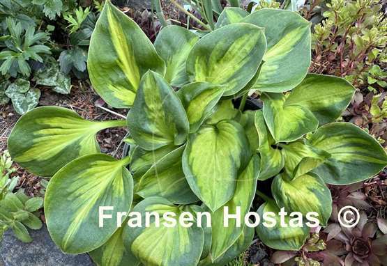 Hosta Tomahawk