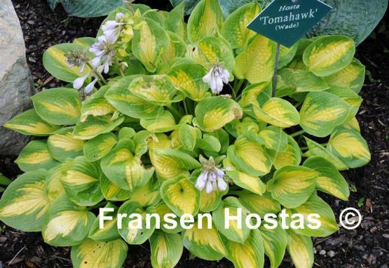Hosta Tomahawk