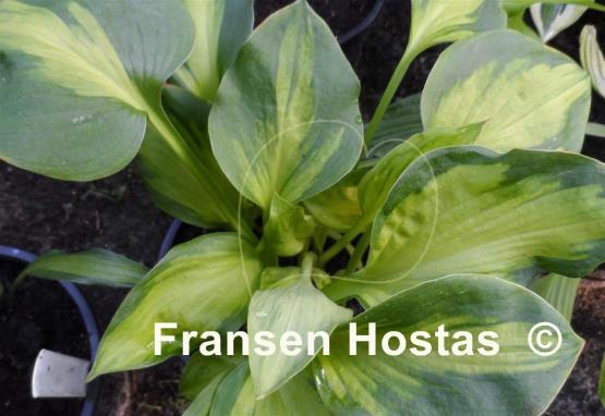 Hosta Tomahawk