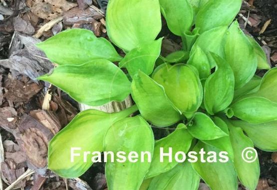 Hosta Tomahawk