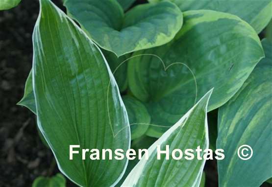 Hosta Tomo Yuki