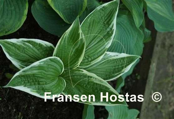 Hosta Tomo Yuki