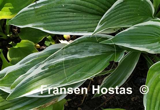 Hosta Tomo Yuki