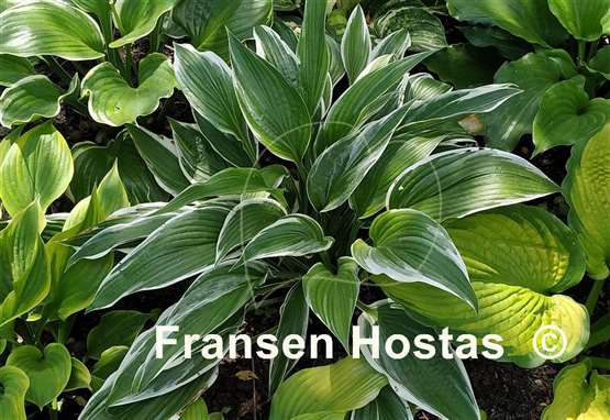 Hosta Tomo Yuki