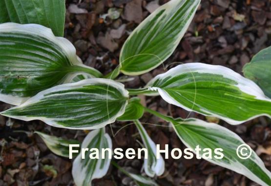 Hosta Tomo Yuki