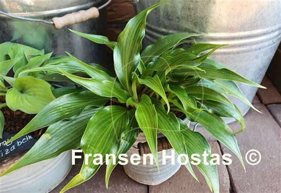 Hosta Tongue Twister