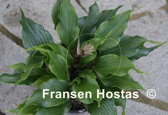 Hosta Tongue Twister