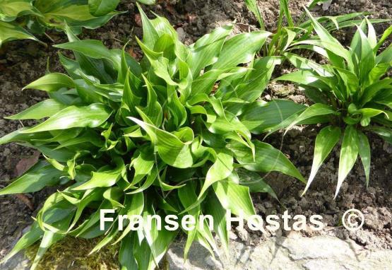 Hosta Tongue Twister
