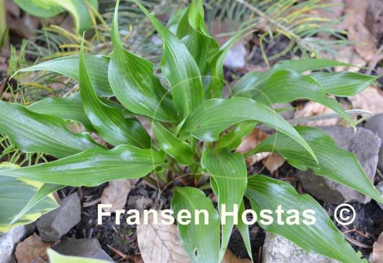 Hosta Tongue Twister