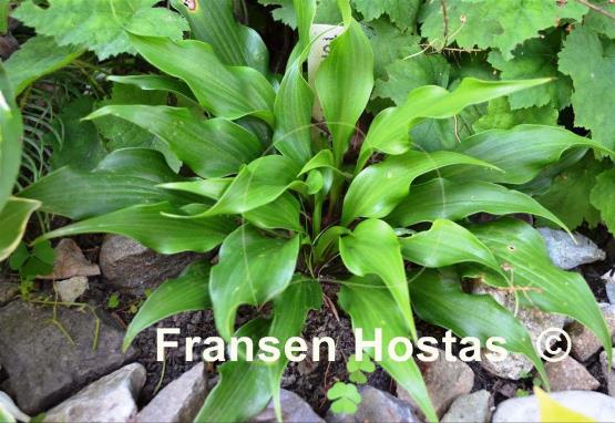 Hosta Tongue Twister