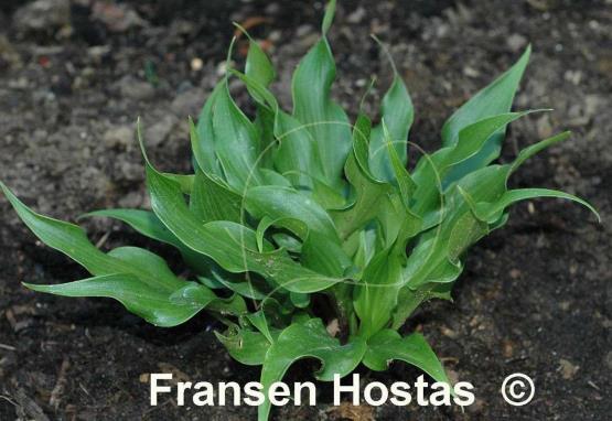 Hosta Tongue Twister