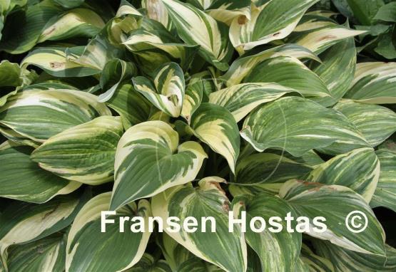 Hosta Tongue of Flame