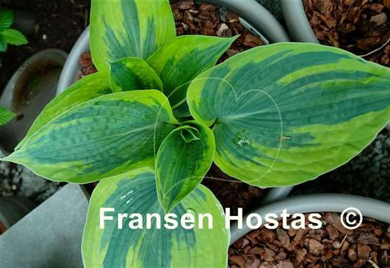 Hosta Tootie Mae