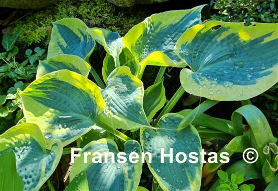 Hosta Tootie Mae