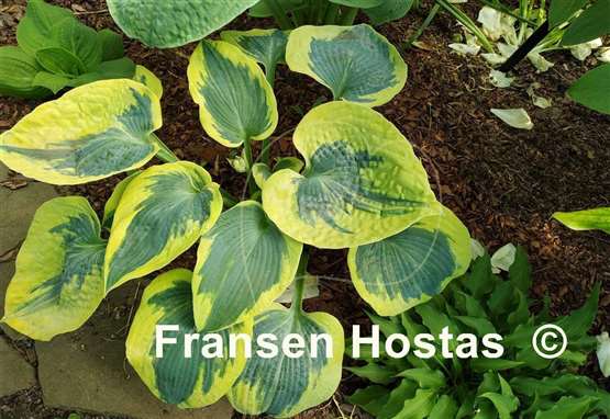 Hosta Tootie Mae