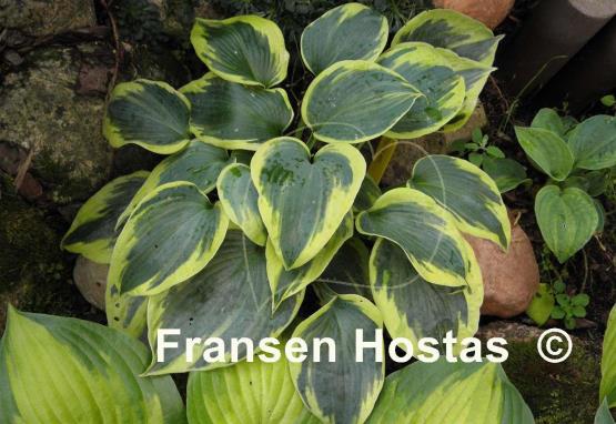 Hosta Tootie Mae