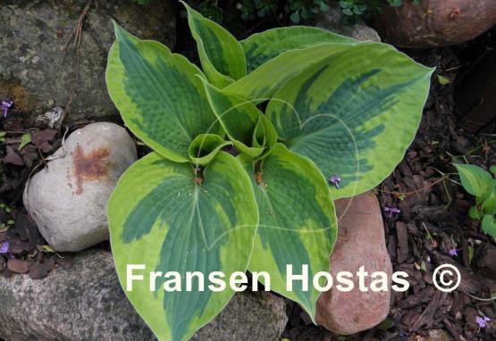 Hosta Tootie Mae