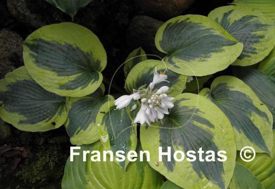 Hosta Tootie Mae