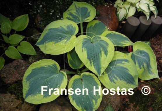 Hosta Tootie Mae