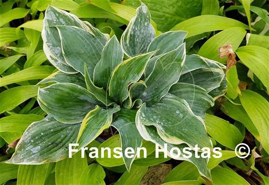 Hosta Top Shelf