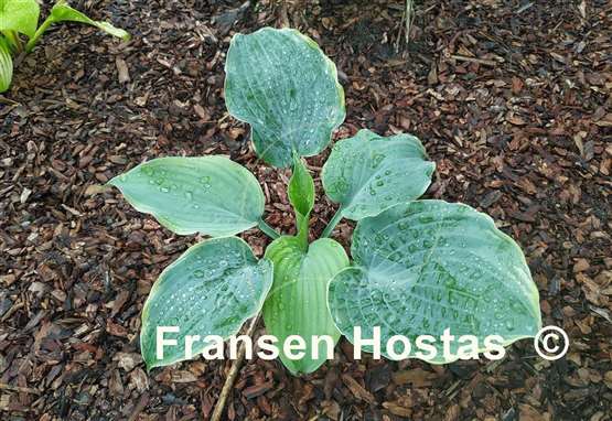 Hosta Top Shelf