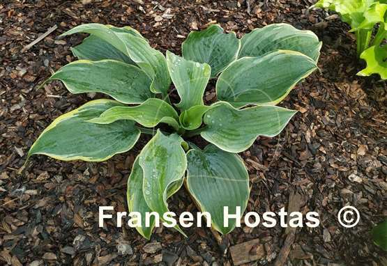 Hosta Top Shelf