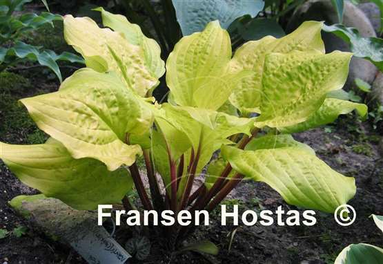 Hosta Top of the Mornin'