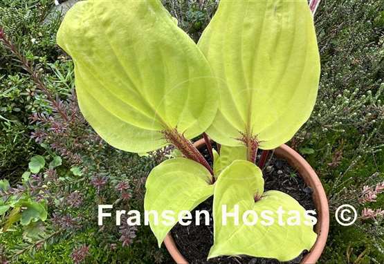 Hosta Top of the Mornin'