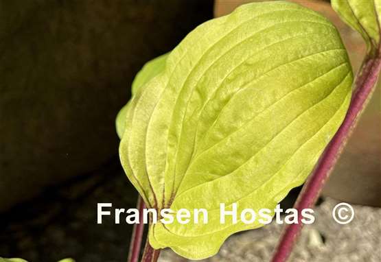 Hosta Top of the Mornin'