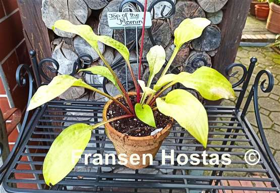 Hosta Top of the Mornin'