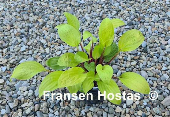 Hosta Top of the Mornin'