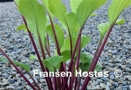 Hosta Top of the Mornin'