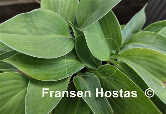 Hosta Topaz