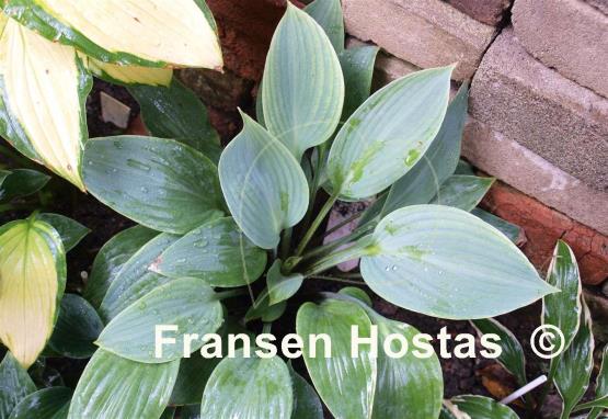 Hosta Topaz