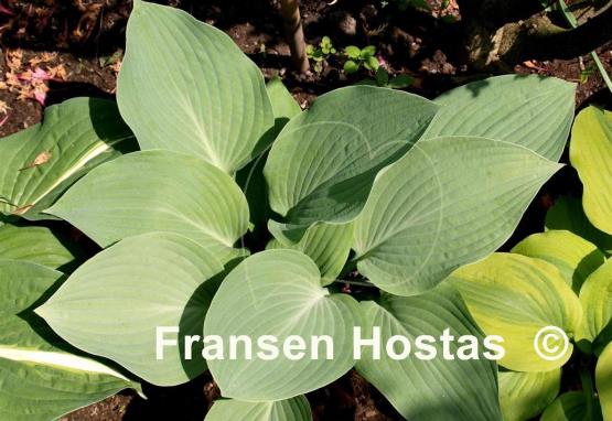 Hosta Topaz