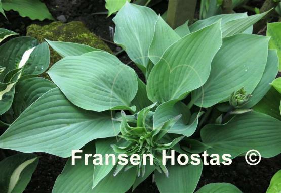 Hosta Topaz