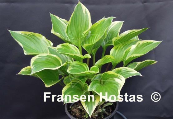 Hosta Torchlight