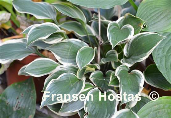 Hosta Torchlight