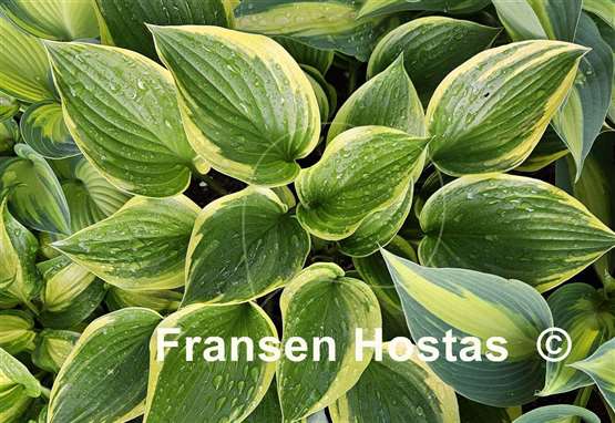 Hosta Torchlight