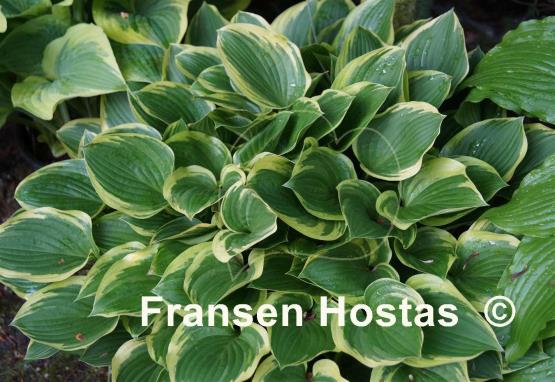 Hosta Torchlight