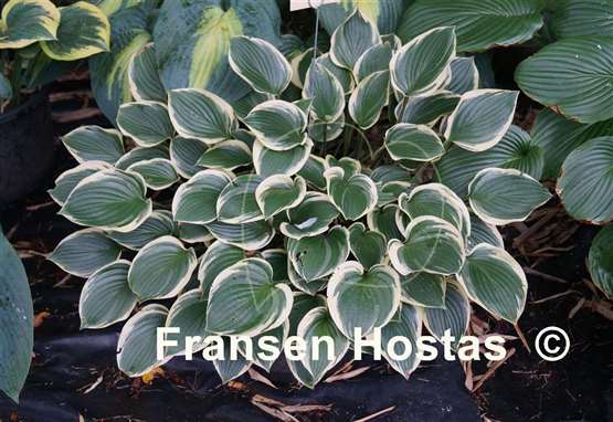 Hosta Torchlight