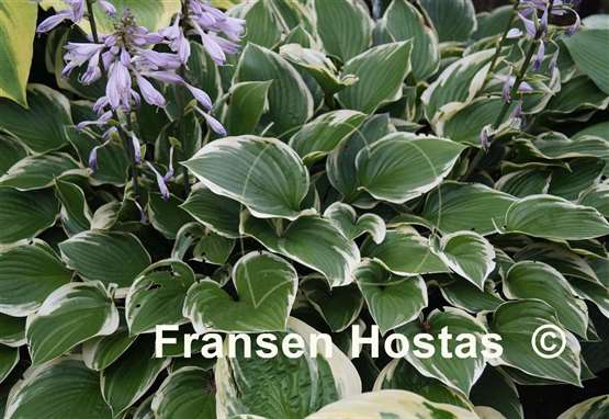 Hosta Torchlight