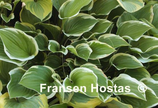 Hosta Torchlight